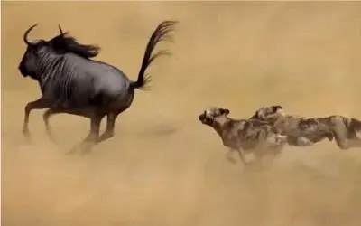 حیات وحش بی رحم؛ سگای وحشی گذاشتن دنبال کل یالدار بگیرنش تیکه بزرگه گوششه