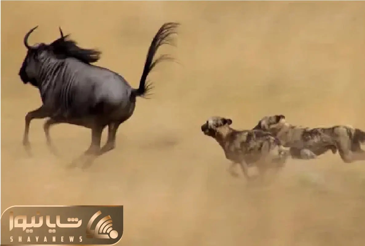 حیات وحش بی رحم؛ سگای وحشی گذاشتن دنبال کل یالدار بگیرنش تیکه بزرگه گوششه