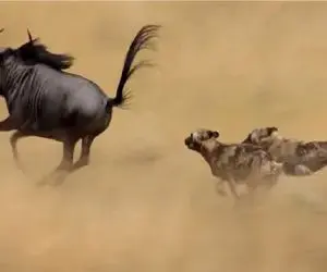 حیات وحش بی رحم؛ سگای وحشی گذاشتن دنبال کل یالدار بگیرنش تیکه بزرگه گوششه