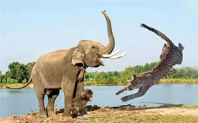 بدایع حیات وحش/دفاع پلنگ از فیل ها در مقابل قلدری بابون ها/حیوانات پشت هم دراومدن