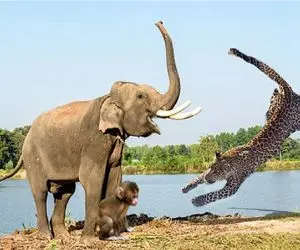 بدایع حیات وحش/دفاع پلنگ از فیل ها در مقابل قلدری بابون ها/حیوانات پشت هم دراومدن
