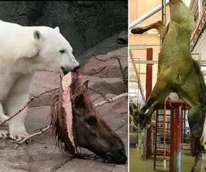 فرآوری اسب؛ اسب اصیل رو جا سواری سلاخی کردن و کله اش هم انداختن جلو خرس بخوره