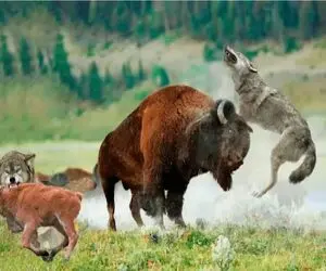 مستند حیات وحش؛ گرگم باشی جلو شاخ کم میاری