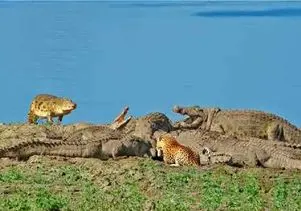 شگفتی حیات وحش؛ پلنگ نابینا با جسارت باورنکردنی مقابل ۱۰ کروکودیل سینه ستبر کرد