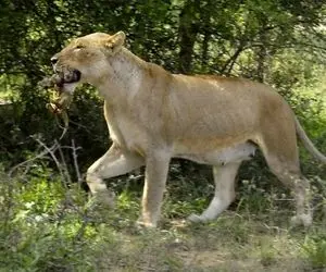 از جذابیت های حیات وحش؛ ماده شیر نگران تک و تنها تو پَستو تولَش رو به دنیا آورد