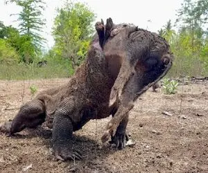 مستند حیات وحش؛ اژدهای کومودو گراز گُنده رو میماله اینور اونور درسته قورت بده