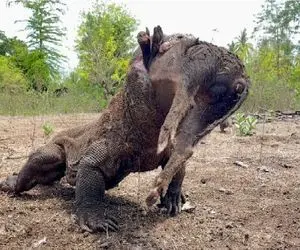 مستند حیات وحش؛ اژدهای کومودو گراز گُنده رو میماله اینور اونور درسته قورت بده