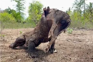 مستند حیات وحش؛ اژدهای کومودو گراز گُنده رو میماله اینور اونور درسته قورت بده