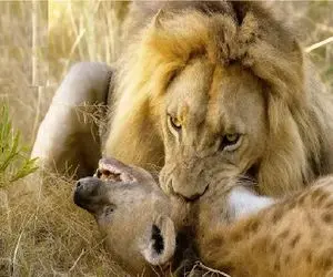 مستند حیات وحش؛ شیری که دندونش به هرکی بگیره پاره پوره اس