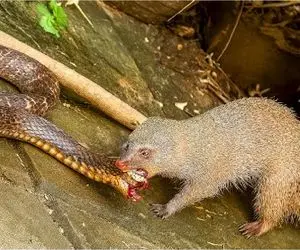 مستند حیات وحش؛ مانگوس ریزه که به تنهایی نسل ار را منقرض میکند