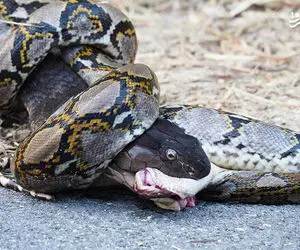 حیات وحش ترسناک؛ مار پیتون غول آسا مار کبرا گنده رو از سر گرفت بلعید چندش آور