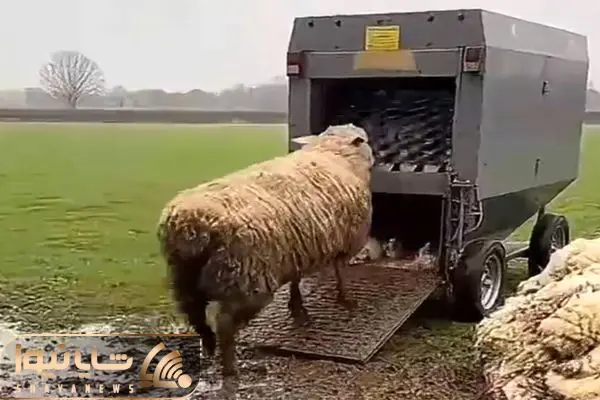 دامداری نوین؛ ببعی فضول کله شو کرد تو دستگاه پشم چین نصفش اصلاح شد نصفش پشمالو موند