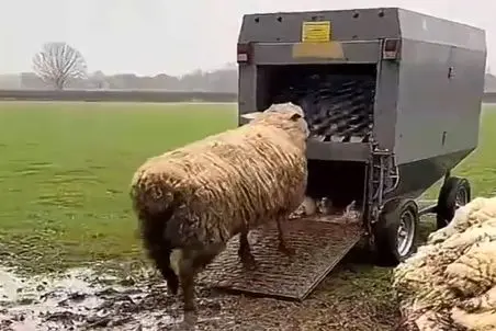 دامداری نوین؛ ببعی فضول کله شو کرد تو دستگاه پشم چین نصفش اصلاح شد نصفش پشمالو موند
