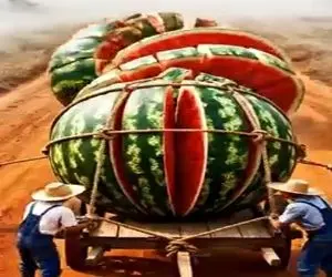 کشاورزی نوین؛ هندونه پرورش دادن غول پیکر با طناب بستن حملش کنن یهو ترکید پاچید