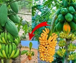 کشاورزی نوین؛ موقع کاشت موز بهش خمیر دندون زدن هر خوشش 1000 تا داده