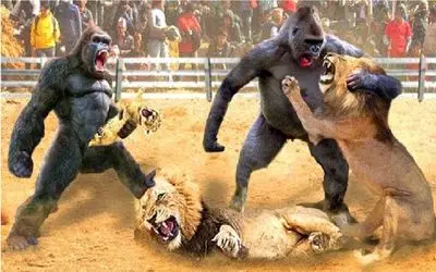 شاهکار حیات وحش؛ نزاع استراتژیک گوریل و شیر برای اثبات برتری