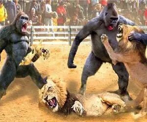 شاهکار حیات وحش؛ نزاع استراتژیک گوریل و شیر برای اثبات برتری