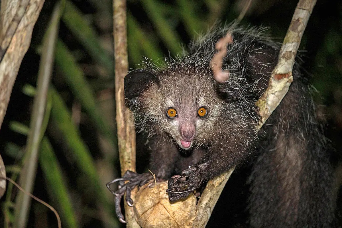 Wild_aye_aye