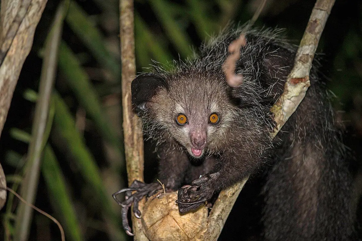 Wild_aye_aye