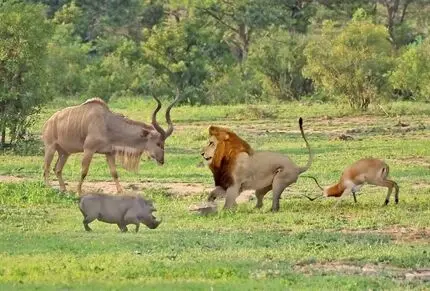 وقتی شیر توسط کودو، گراز وحشی و ایمپالا سخت مجازات شد