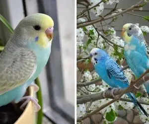 قفس مرغ عشق را کجا بذاریم؛ باید و نباید های مربوط به چاردیواریه پرنده خوش آب و رنگ