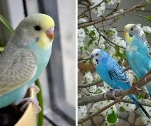 قفس مرغ عشق را کجا بذاریم؛ باید و نباید های مربوط به چاردیواریه پرنده خوش آب و رنگ