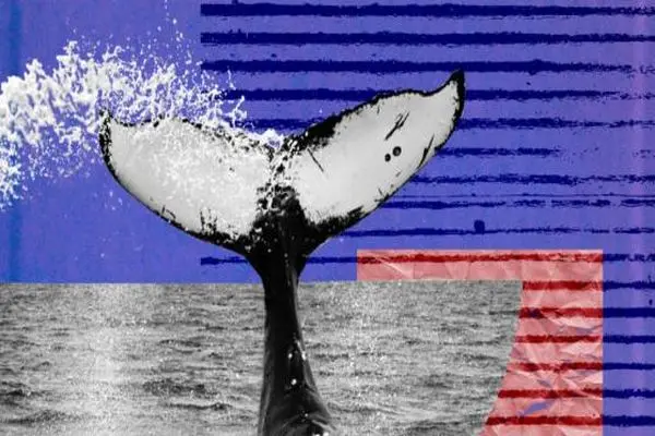  Bitcoin Whale Buys 1,000 BTC at a Price Still Considered a Discount