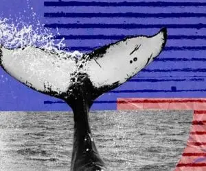 نهنگ های بیت کوین 1000 BTC دیگر را خریداری کردند