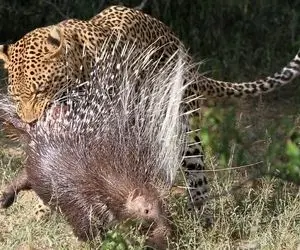 مستند حیات وحش/ جوجه تیغی استراتژیک تیغاشو رها کرد پلنگ در هوسش شکافته شد