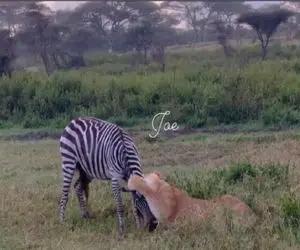 بدایع حیات وحش؛ شیر ماده عین کنه میچسبه به خرخره خر راه راه برسه به هدفش