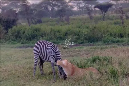 بدایع حیات وحش؛ شیر ماده عین کنه میچسبه به خرخره خر راه راه برسه به هدفش