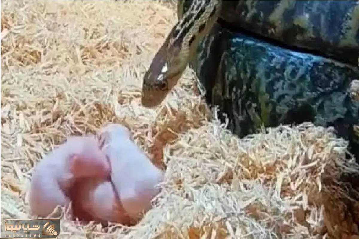 مستند حیات وحش؛ مار بچه‌موش‌ها رو تا آخرین دونه می‌بلعه