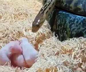 مستند حیات وحش؛ مار بچه‌موش‌ها رو تا آخرین دونه می‌بلعه