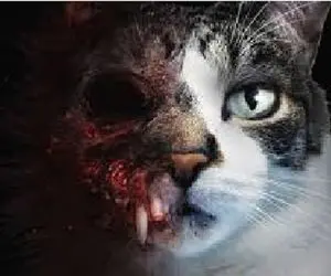 گربه ای که سبب روانه شدن یک زوج  اصفهانی به زندان شد!