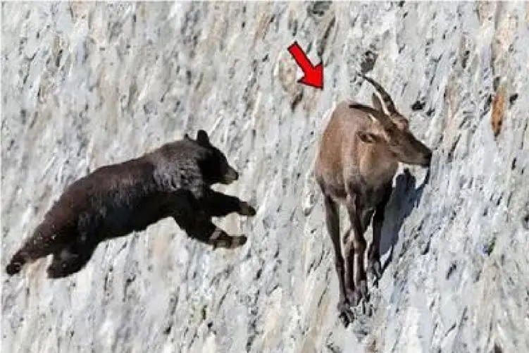 مستند حیات وحش؛ خرس برا شکار بز کوهی بال در میاره