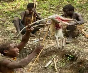 کباب میمون؛ بربرهای برهنه میمون و زنده و درسته به سیخ کشیدن بریونی شد خوردن