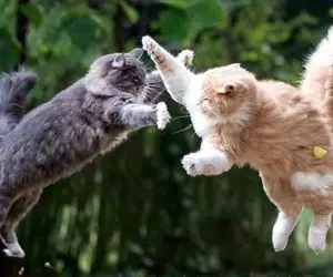 طنز حیات وحش/ گربه رفته پای گاز سبیلاش کزه خورده/ از سبیل به اسکاچ