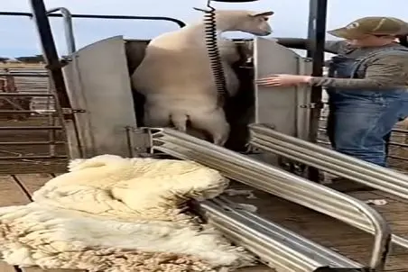 دامداری نوین؛ با جاروی هورت کش پشم چین قلفتی پشم گوسفندو کند میشه درجا جا کاپشن پوشید