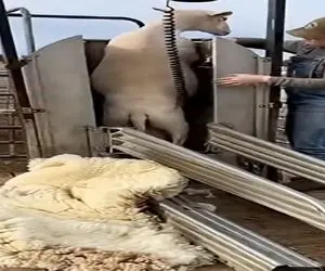 دامداری نوین؛ با جاروی هورت کش پشم چین قلفتی پشم گوسفندو کند میشه درجا جا کاپشن پوشید