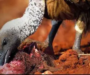 شاهکار حیات وحش؛ کرکس زالوصفت ته مونده گوشت شیر زمختی که توسط پلنگ شرحه شد بلعید