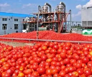 کشاورزی نوین؛ چند هزار تن گوجه فرنگی رو با ماشین مخصوص چیدن کف مالی کردن واسه پخت رب