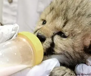 یوز ایرانی چشم انتظار متخصص اندونزیایی!