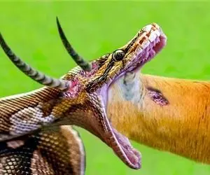 از جذابیت های حیات وحش؛ پیتون بی شعور شکار شاخ دارش رو بلعید و مغزش سوراخ شد