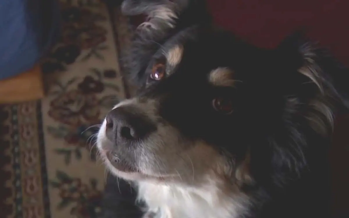 Lulu-the-Border-Collie