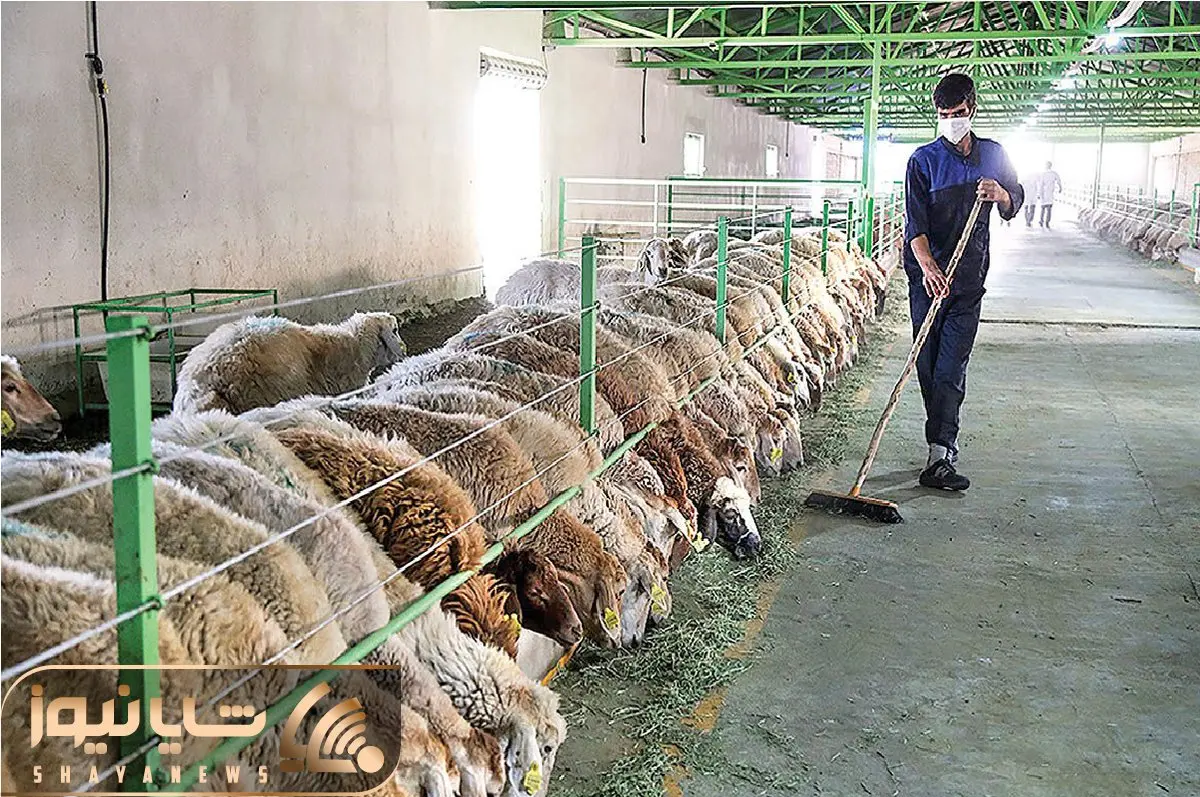 قیمت دام زنده امروز ۲۷ آبان ۱۴۰۳/ گوساله زنده در همدان به مرز ۲۰۰ هزار تومان رسید