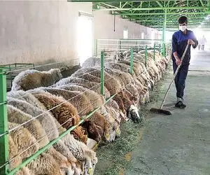 قیمت دام زنده امروز ۲۷ آبان ۱۴۰۳/ گوساله زنده در همدان به مرز ۲۰۰ هزار تومان رسید