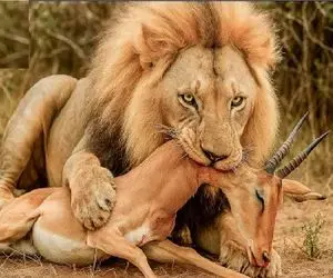 مستند حیات وحش؛ شیر با یه جست تار و پود ایمپالا رو از هم درید