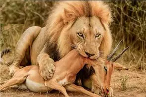 مستند حیات وحش؛ شیر با یه جست تار و پود ایمپالا رو از هم درید