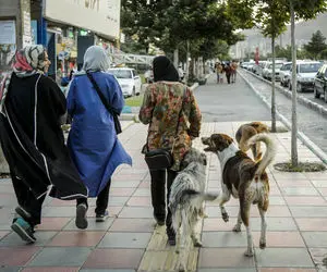 سگ گردانی در این شهرها ممنوع شد؛ مجازات آن چیست؟