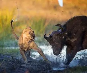 از جذابیت‌های حیات وحش؛ شیر داره میره گاومیشو بخوره بوفالو میبینه پرتش میکنه رو هوا